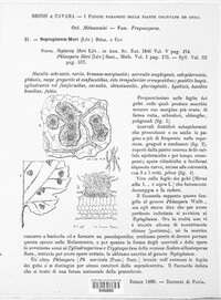 Mycosphaerella mori image